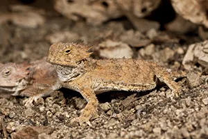 Regal Horn Lizard Phtymosoma solare South Eastern Arizona Regal Horn Lizard Phtymosoma solare South Eastern Arizona