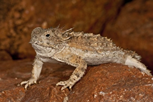 Regal Horned Lizard Phrynosoma solare South Eastern Arizona Regal Horned Lizard Phrynosoma solare South Eastern Arizona