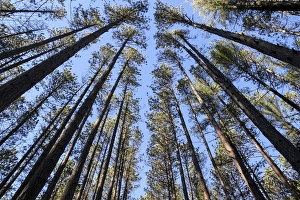 The regularly-spaced trees of the Red Pine Plantation, established in the 1930s The regularly-spaced trees of the Red Pine Plantation, established in the 1930s