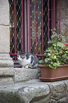 In a residential section of Auray, France, I captured a cat perched on a windowsill In a residential section of Auray, France, I captured a cat perched on a windowsill