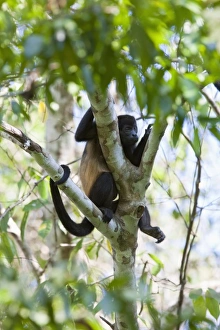 Resting Common Mantled Howler Monkey (Alouatta palliata) Resting Common Mantled Howler Monkey (Alouatta palliata)