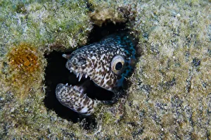 Reticulate Moray (Muraena retifera) BONAIRE, Netherlands Antilles, Caribbean Reticulate Moray (Muraena retifera) BONAIRE, Netherlands Antilles, Caribbean