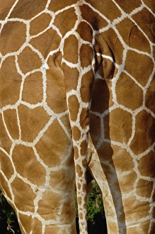 Reticulated Giraffe skin pattern on rear end, Giraffe camelopardalis reticulata Reticulated Giraffe skin pattern on rear end, Giraffe camelopardalis reticulata