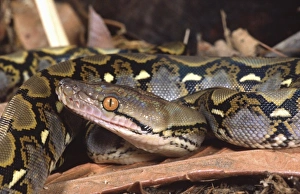 Reticulated Python Prints: Reticulated Python, Python reticulatus, Native to Tropical Indo China
