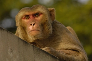 Rhesus Macaque (Macaca mulatta) in the town of Bharatpur. Rajasthan. INDIA Rhesus Macaque (Macaca mulatta) in the town of Bharatpur. Rajasthan. INDIA