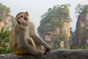Rhesus macaque monkey on display in the Hallelujah Mountains, Wulingyuan District, China Rhesus macaque monkey on display in the Hallelujah Mountains, Wulingyuan District, China