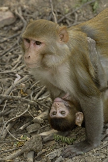 Rhesus Macaques (Macaca mulatta) mother & baby in Bharatpur National Park or Keoladeo Rhesus Macaques (Macaca mulatta) mother & baby in Bharatpur National Park or Keoladeo