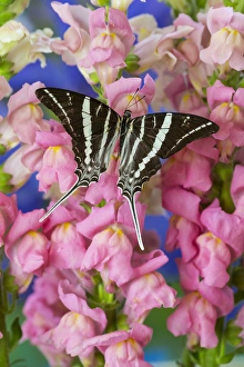 Rhesus Swallowtail Butterfly, Graphium rhesus Rhesus Swallowtail Butterfly, Graphium rhesus