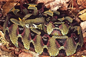 Rhinoceros Viper, Bitis nasicornis, Native to Central Africa Rhinoceros Viper, Bitis nasicornis, Native to Central Africa