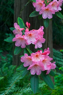 Rhododendron in full bloom with a cedar tree as a backdrop, Washington Arboretum Rhododendron in full bloom with a cedar tree as a backdrop, Washington Arboretum