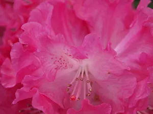 <b class=qtipBold><figcaption>Rhododendron bloom closeup</figcaption></b><br><em>© Anna Miller / DanitaDelimont.com</em> Rhododendron bloom closeup