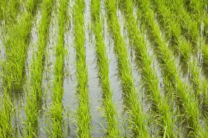 Paddock Gallery: Rice paddy, near Tan Hoa, Tien Giang Province, Mekong Delta, Vietnam