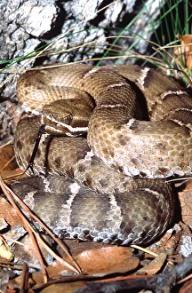 Ridge-nosed Rattlesnake Crotalus willardi willardi South Eastern Arizona (Wild) Ridge-nosed Rattlesnake Crotalus willardi willardi South Eastern Arizona (Wild)