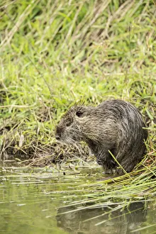 Ridgefield, Washington State, USA. Nutria scratching in Ridgefield National Wildlife Refuge Ridgefield, Washington State, USA. Nutria scratching in Ridgefield National Wildlife Refuge