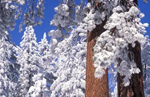 Rime ice and fresh powder on Ponderosa pines, Los Padres National Forest, California, USA Rime ice and fresh powder on Ponderosa pines, Los Padres National Forest, California, USA