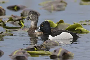 <b class=qtipBold><figcaption>Ring-necked Ducks</figcaption></b><br><em>© Ken Archer / DanitaDelimont.com</em> Ring-necked Ducks
