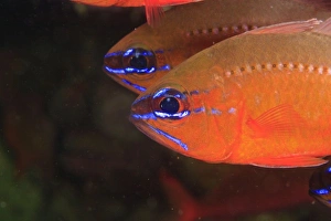 Ring-tailed Cardinalfish (Apogon aureus) Milne Bay, Papua New Guinea Ring-tailed Cardinalfish (Apogon aureus) Milne Bay, Papua New Guinea