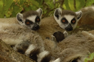 Ring-tailed lemur (Lemur catta) Berenty Reserve. Southern MADAGASCAR Ring-tailed lemur (Lemur catta) Berenty Reserve. Southern MADAGASCAR