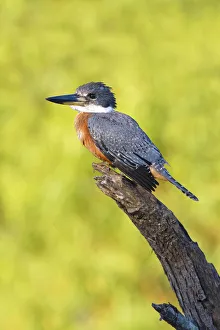 Ringed Kingfisher (Megaceryle torquata) perched Ringed Kingfisher (Megaceryle torquata) perched