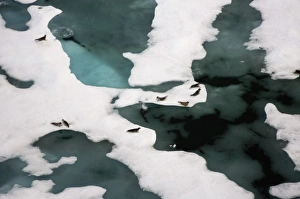 ringed seals, Phoca hispida, on multi-layer ice, Chuckchi Sea, 20 miles offshore from Point Barrow ringed seals, Phoca hispida, on multi-layer ice, Chuckchi Sea, 20 miles offshore from Point Barrow
