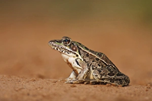 Rio Grande Leopard Frog Rio Grande Leopard Frog