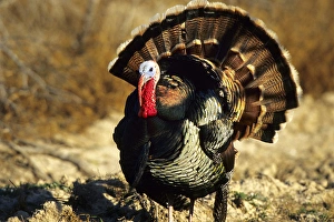 Wild Turkey Gallery: Rio Grande Wild Turkey (Meleagris Gallopavo) gobbler strutting, Starr Co