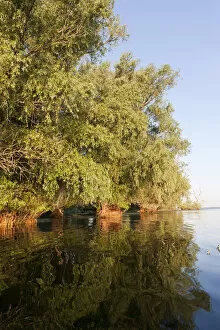 Riparian Forest in the Danube Delta, romania
