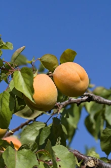 Ripe apricots grow on the tree in Oregon, USA Ripe apricots grow on the tree in Oregon, USA