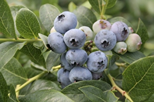 Ripe blueberries on bush South Haven Michigan Ripe blueberries on bush South Haven Michigan