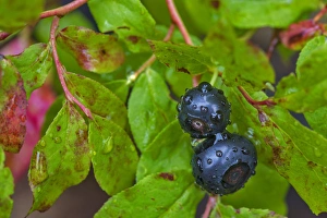 Ripe huckleberries in a light rain near Whitefish, Montana, USA Ripe huckleberries in a light rain near Whitefish, Montana, USA