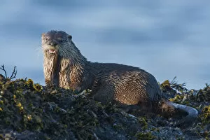 Images Dated 6th April 2009: River Otter; a snack found among the tide pools at low tide