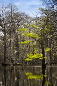 River water moves slowly through a flooded wooded swamp in Florida. Cypress leafing out River water moves slowly through a flooded wooded swamp in Florida. Cypress leafing out