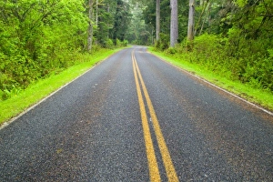 Road Leading Through the Northern Olympic Rainforest Road Leading Through the Northern Olympic Rainforest