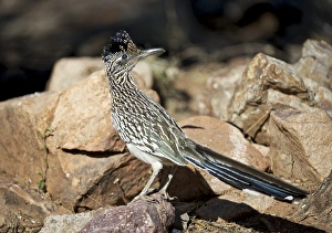 A Road runner pauses momentarily on its search on the desert floor for grubs A Road runner pauses momentarily on its search on the desert floor for grubs
