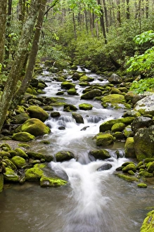 Roaring Fork in spring along Roaring Fork Motor Trail, Great Smoky Mountains National Park Roaring Fork in spring along Roaring Fork Motor Trail, Great Smoky Mountains National Park