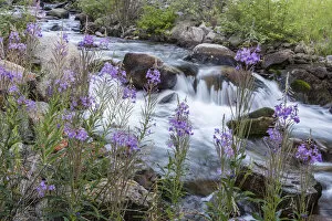 Images Dated 21st July 2012: Rock Creek in the Pioneer Mountains of the Beaverhead-Deer Lodge National Forest