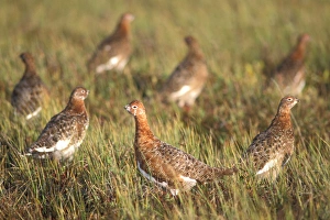 rock ptarmigan, Lagopus mutus, in fall colors, central Arctic coastal plain, Arctic rock ptarmigan, Lagopus mutus, in fall colors, central Arctic coastal plain, Arctic