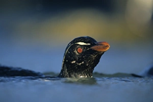 Eudyptes Chrysocome Gallery: Rockhopper Penguin (Eudyptes chrysocome) Bathing, Falkland Islands