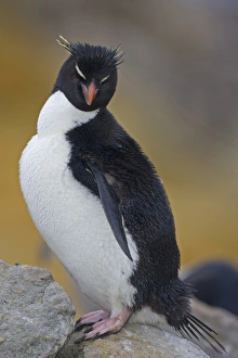 Eudyptes Chrysocome Gallery: Rockhopper Penguin, Fakland Islands