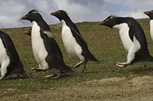 Eudyptes Chrysocome Gallery: Rockhopper Penguin highway (Eudyptes chrysocome chrysocome) Pebble Island