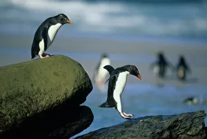 Falkland Gallery: Rockhopper Penguins, (Eudyptes chrysocome), jumping, Saunders Island, Falkland Islands