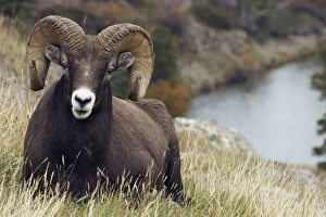 <b class=qtipBold><figcaption>Rocky Mountain Bighorn Sheep Ram</figcaption></b><br><em>© Ken Archer / DanitaDelimont.com</em> Rocky Mountain Bighorn Sheep Ram