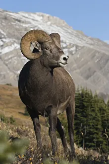 <b class=qtipBold><figcaption>Rocky Mountain BIghorn Sheep Ram</figcaption></b><br><em>© Ken Archer / DanitaDelimont.com</em> Rocky Mountain BIghorn Sheep Ram