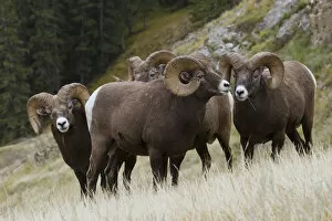 Images Dated 30th September 2005: Rocky Mountain Bighorn Sheep Rams