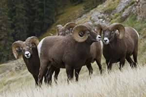 <b class=qtipBold><figcaption>Rocky Mountain Bighorn Sheep Rams</figcaption></b><br><em>© Ken Archer / DanitaDelimont.com</em> Rocky Mountain Bighorn Sheep Rams