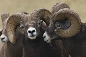 <b class=qtipBold><figcaption>Rocky Mountain Bighorn Sheep Rams</figcaption></b><br><em>© Ken Archer / DanitaDelimont.com</em> Rocky Mountain Bighorn Sheep Rams