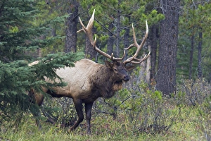 <b class=qtipBold><figcaption>Rocky Mountain Bull Elk</figcaption></b><br><em>© Ken Archer / DanitaDelimont.com</em> Rocky Mountain Bull Elk