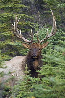 <b class=qtipBold><figcaption>Rocky Mountain Bull Elk</figcaption></b><br><em>© Ken Archer / DanitaDelimont.com</em> Rocky Mountain Bull Elk