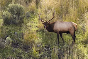 <b class=qtipBold><figcaption>Rocky Mountain Bull Elk</figcaption></b><br><em>© Ken Archer / DanitaDelimont.com</em> Rocky Mountain Bull Elk