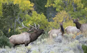 <b class=qtipBold><figcaption>Rocky Mountain Bull Elk Bugling</figcaption></b><br><em>© Ken Archer / DanitaDelimont.com</em> Rocky Mountain Bull Elk Bugling